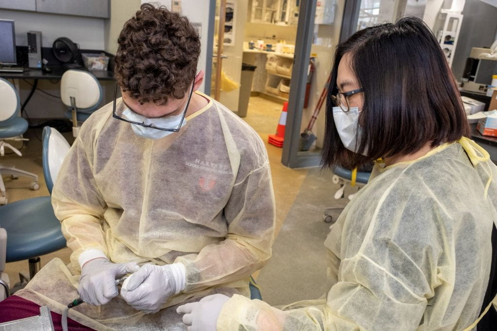 Harvard School of Dental Medicine students working in lab